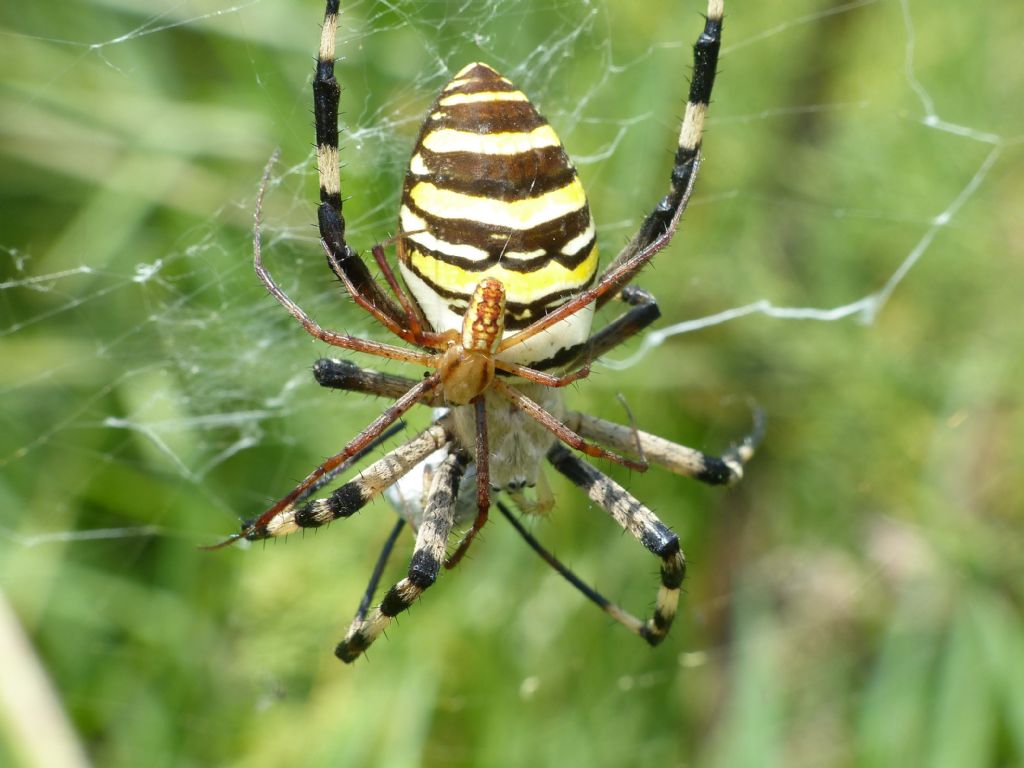 Neoscona subfusca? No, maschio di Argiope bruennichi - Bagno a Ripoli (FI)